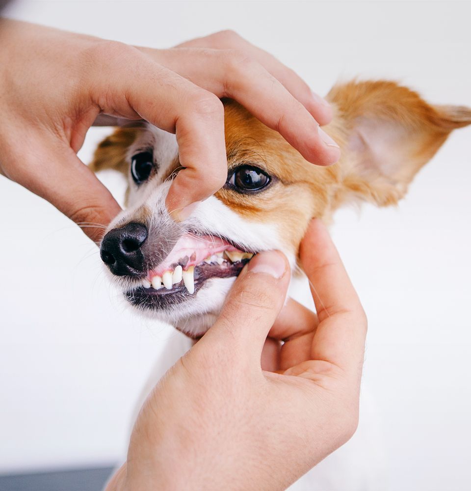 vet checking dog's teeth