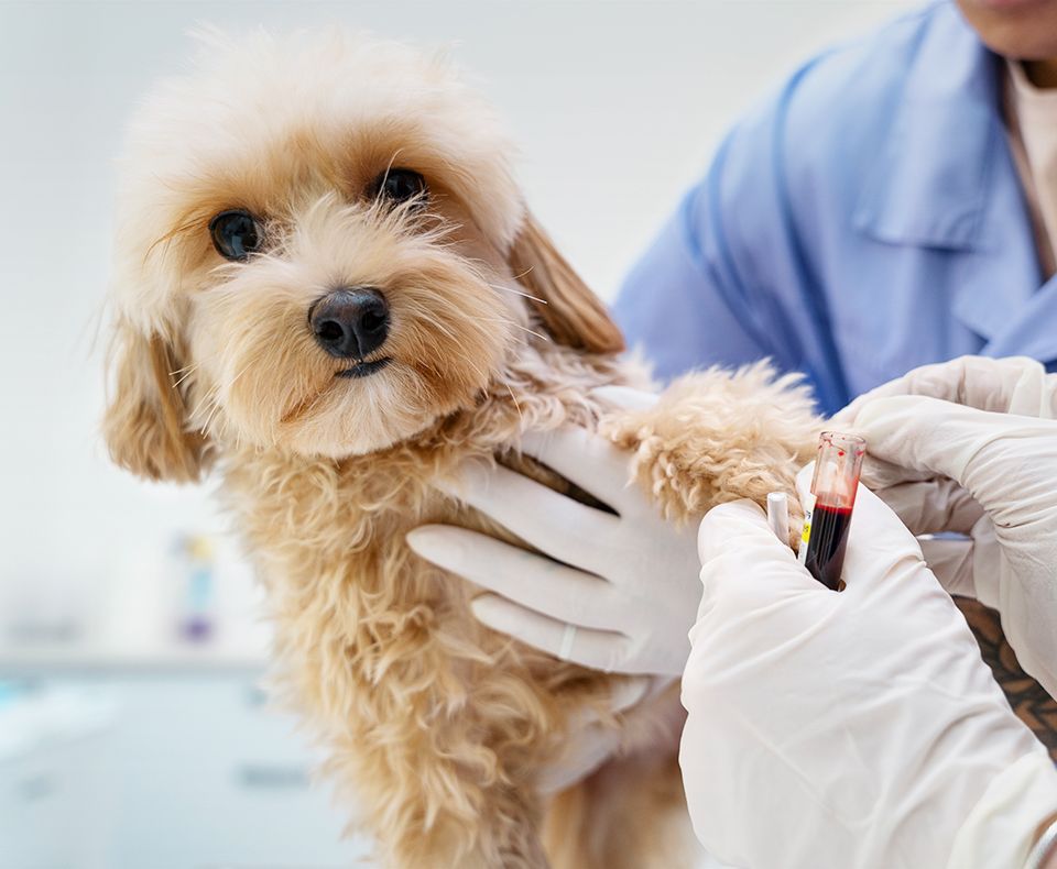 veterinarian taking blood sample from dog