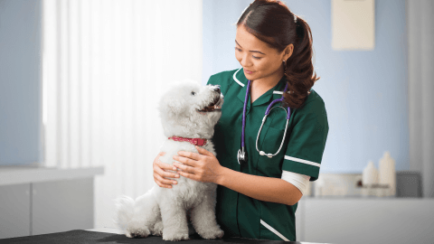 Early Detection, Lifelong Protection: Why Regular Vet Check-Ups Are Essential for Your Pet's Health