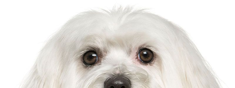 furry white dog head