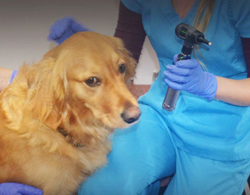 dr. oliver taking care of a golden retriever dog