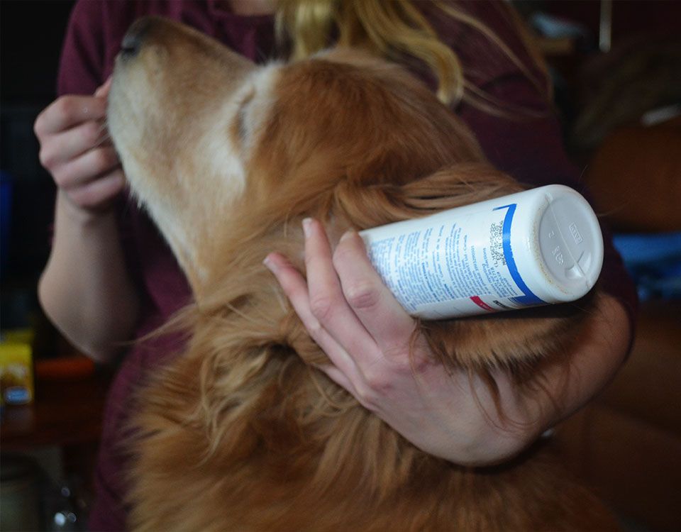 veterinarian applying medicine to dog