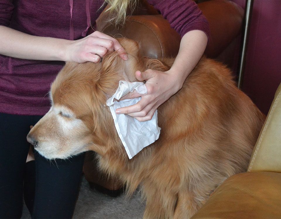 veterinarian helping dog to feel better