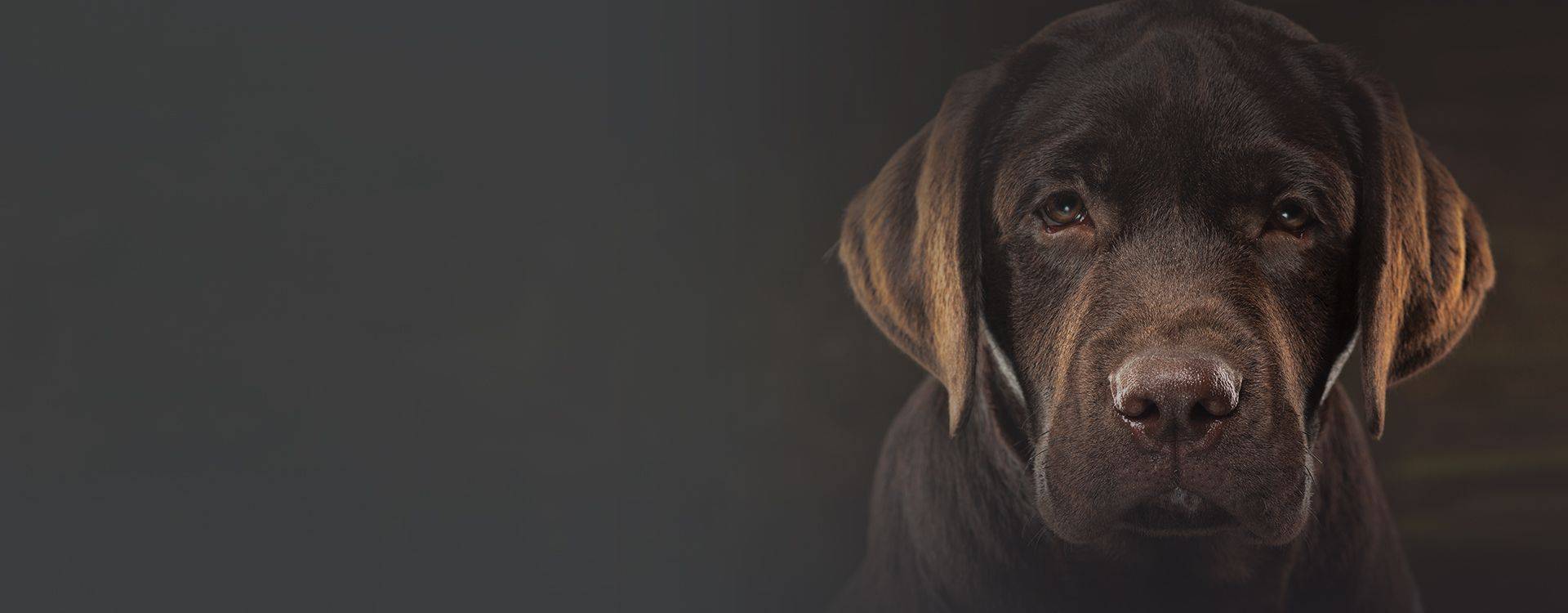 chocolate labrador puppy looking at the camera