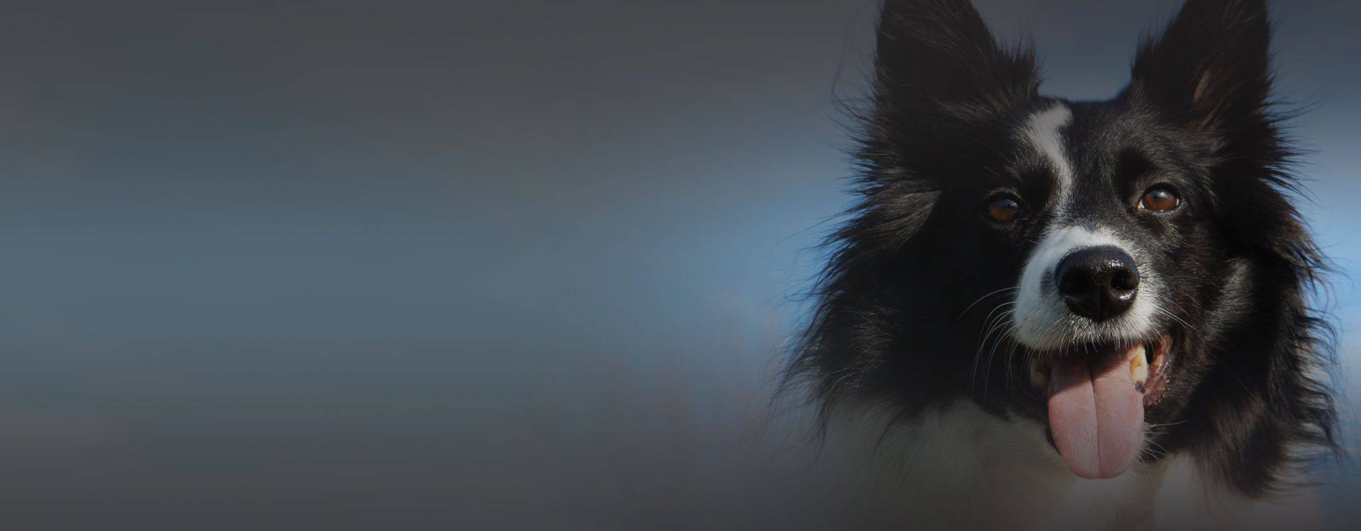 golden retriever dog portrait by dr. oliver