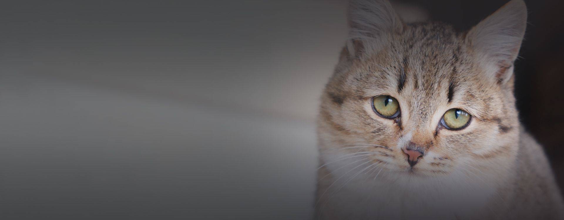 cute striped cat looking at the camera