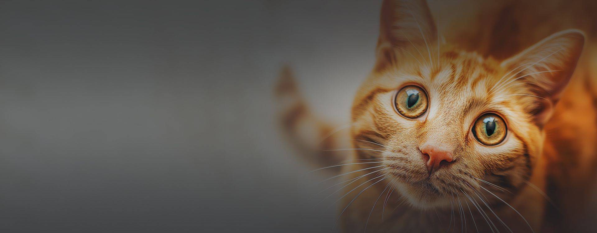 orange curious cat looking at the camera