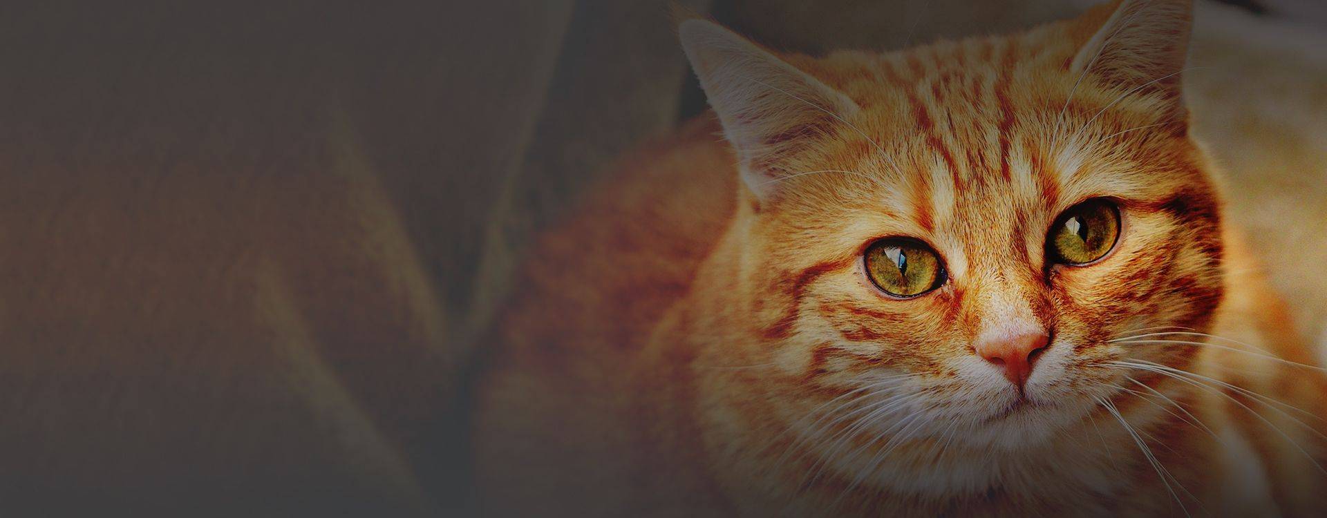 beautiful ginger cat looking at the camera
