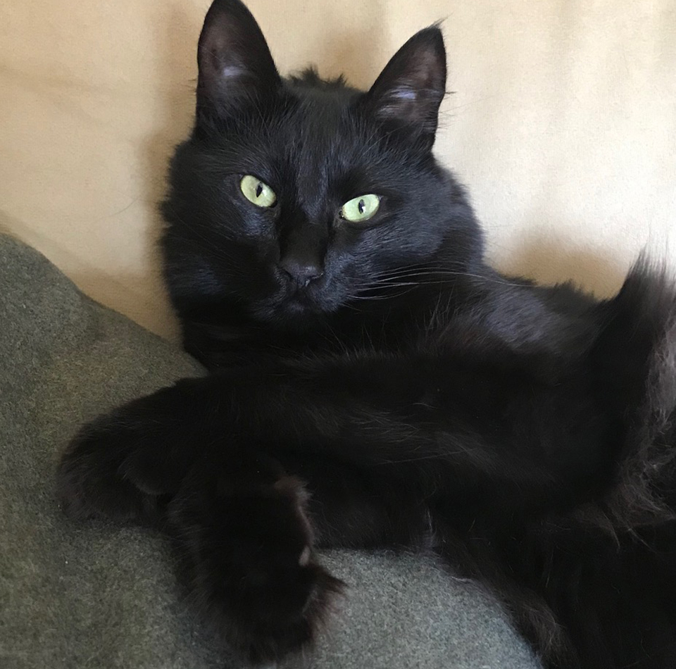 Fluffy black cat with bright green eyes lounging on a soft