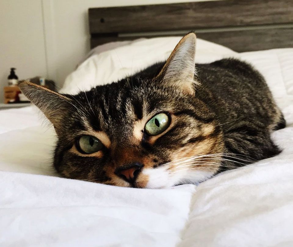 adorable striped cat lying on a bed