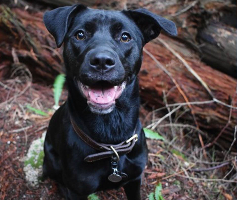 happy black dog