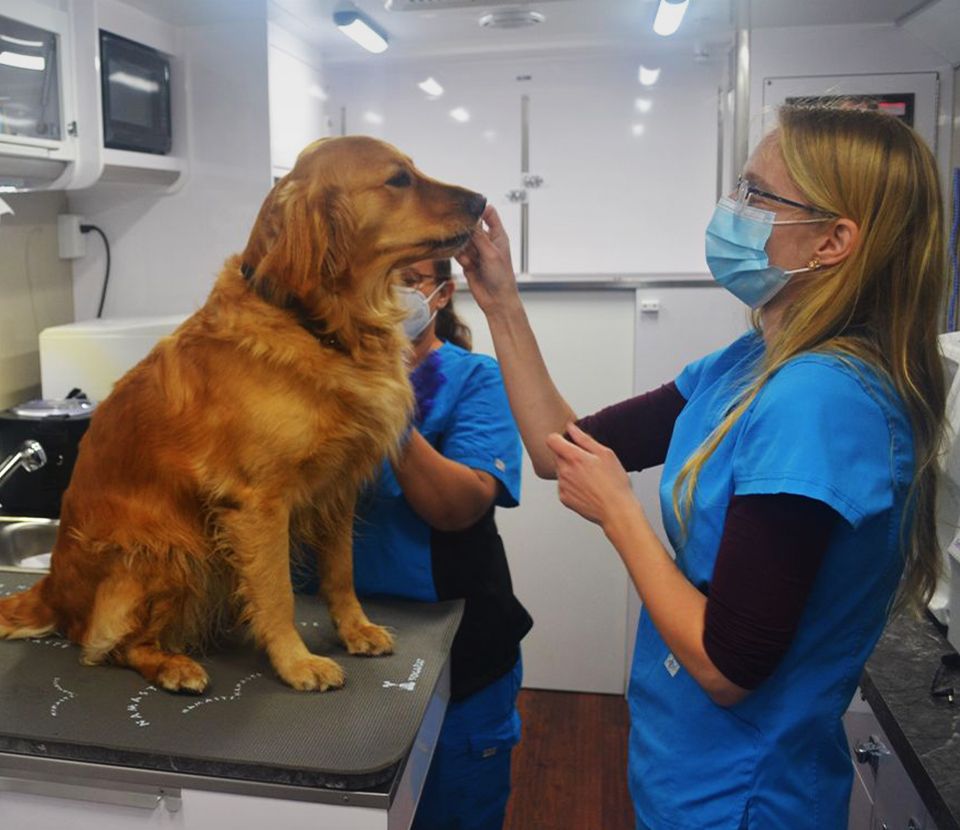 dr. oliver checking a golden retriever dog