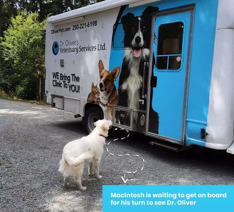white golden retriever dog looking at dr. oliver's truck